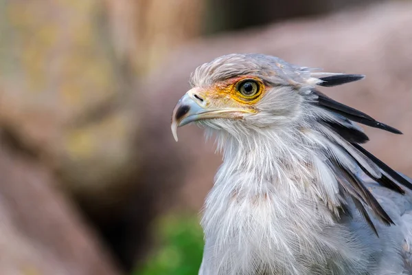 Portrait of a secretary bird, the bird looks straight into the camera. Head around the eyes and beak is nicely colored.