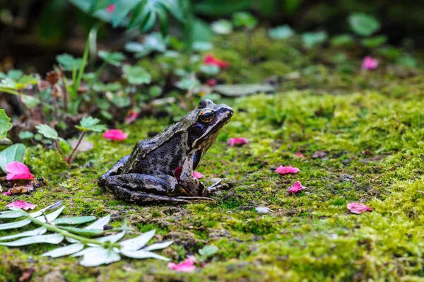 European Common Frog or brown frog (rana temporaria) on a mossy surface in the garden.