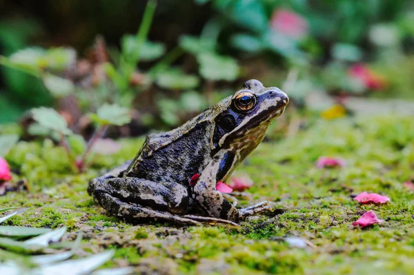 European Common Frog or brown frog (rana temporaria) on a mossy surface in the garden.