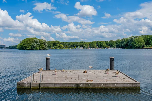 Una Isla Madera Con Gansos Una Gaviota Hermoso Lago Llamado — Foto de Stock