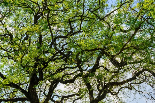 Schöne Baumkrone Mit Schlangenförmigen Ästen Und Grünen Blättern Vor Blauem — Stockfoto