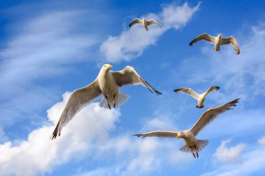 Kamera yakın geliyor bulutlar ile martılar mavi gökyüzü karşı uçan.