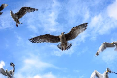 Kamera yakın geliyor bulutlar ile martılar mavi gökyüzü karşı uçan.