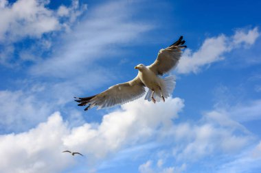 Kamera yakın geliyor bulutlar ile martılar mavi gökyüzü karşı uçan.