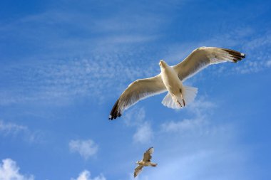 Kamera yakın geliyor bulutlar ile martılar mavi gökyüzü karşı uçan.