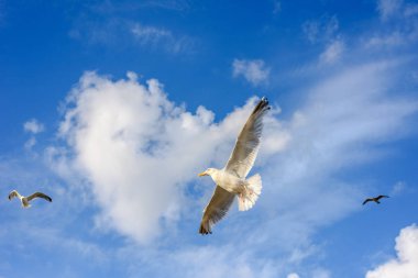 Kamera yakın geliyor bulutlar ile martılar mavi gökyüzü karşı uçan.