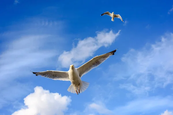 カメラに近い来ている雲と青い空を背景カモメが飛ぶ — ストック写真