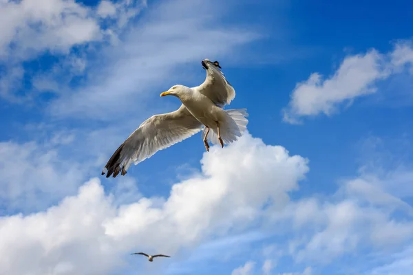 Gaviotas Voladoras Contra Cielo Azul Con Nubes Acercándose Cámara — Foto de Stock