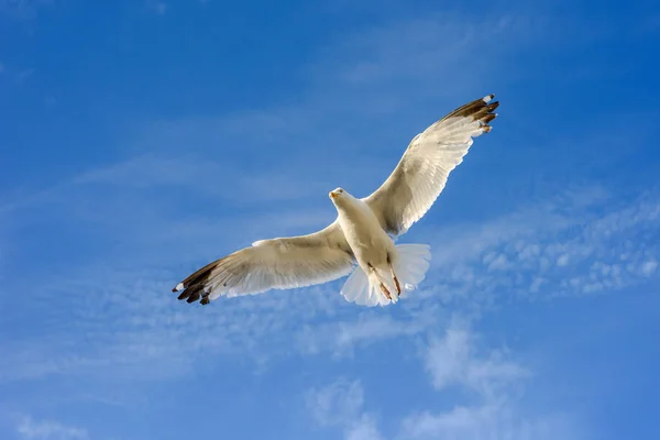 Gaviotas Voladoras Contra Cielo Azul Con Nubes Acercándose Cámara — Foto de Stock