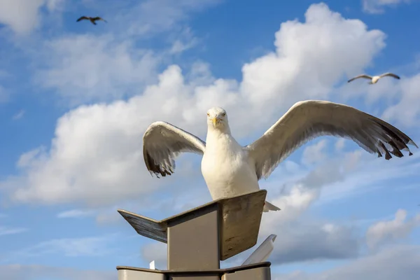 Flying Seagulls Blue Sky Clouds Coming Close Camera — Stock Photo, Image