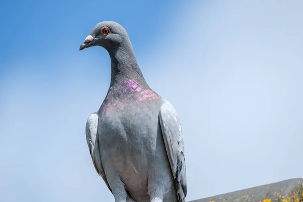 Postagalamb Néz Kamera Gerincen Tető Egy Kék Háttér — Stock Fotó