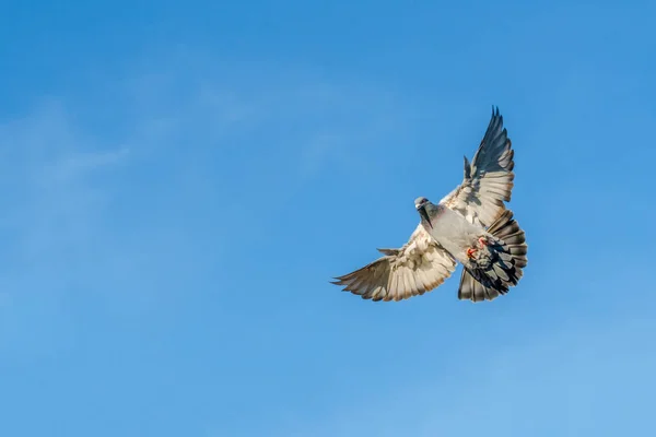 Gołąb Przewoźnik Rozpościera Skrzydła Lądowania Dachu Wit Błękitne Niebo Jako — Zdjęcie stockowe