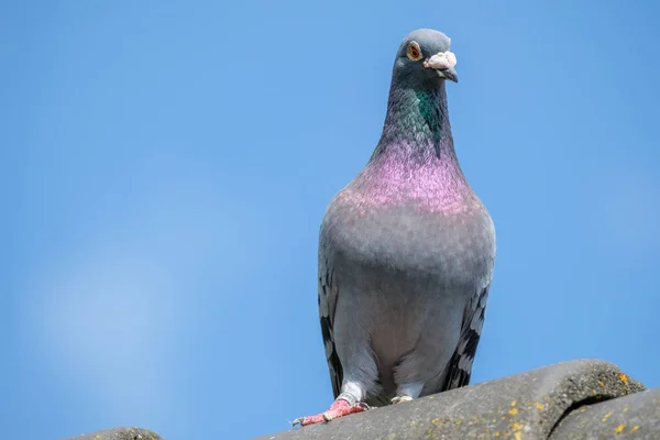 一只信鸽从屋顶的山脊上看着以蓝天为背景的相机 — 图库照片
