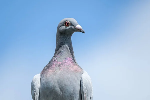 Pigeon Porteur Pose Sur Ciel Bleu Comme Arrière Plan Pour — Photo