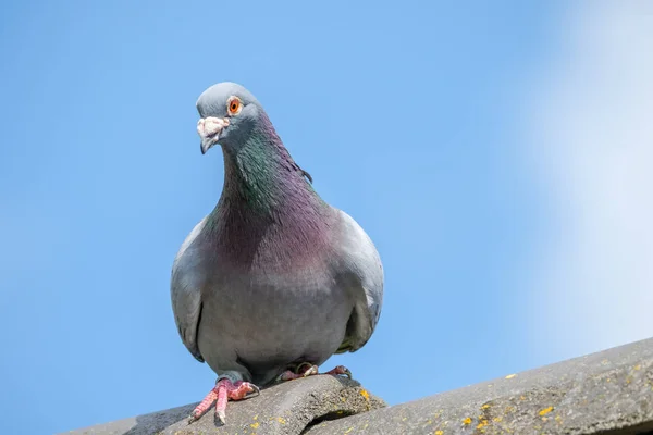 一只信鸽从屋顶的山脊上看着以蓝天为背景的相机 — 图库照片