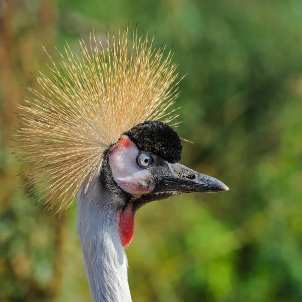 Retrato Una Hermosa Grulla Coronada Gris Sobre Fondo Verde Bokeh — Foto de Stock