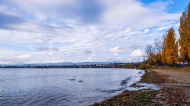 Kuğu ön planda ile doğru Morges, İsviçre, Cenevre Gölü üzerinden güzel bir manzara