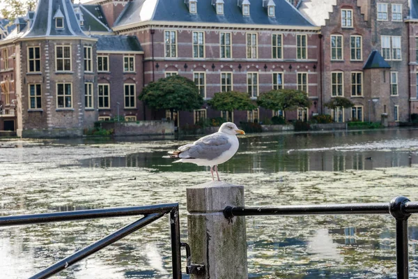 Une Mouette Devant Hofvijver Étang Cour Les Bâtiments Parlement Néerlandais — Photo