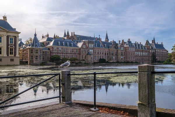 Une Mouette Devant Hofvijver Étang Cour Les Bâtiments Parlement Néerlandais — Photo