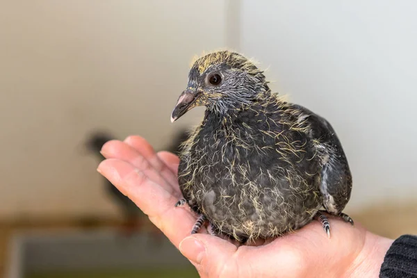 Ein Paar Tage Alte Renntaube Passt Eine Hand — Stockfoto