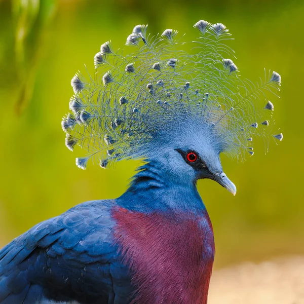 Die Schöne Victoria Gekrönte Taube Zeigt Stolz Ihren Federschmuck Die — Stockfoto
