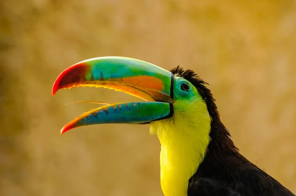 Красивый Открытый Маяк Красивым Языком Который Виден Rainbow Toucan — стоковое фото