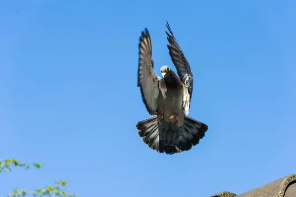 Pombo Corrida Chega Casa Prepara Para Pousar Quebrando Velocidade Com — Fotografia de Stock