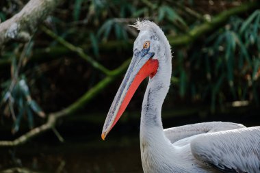 Tepeli pelikan güzel ışık kırmızı gagasını parlayan ile portresi