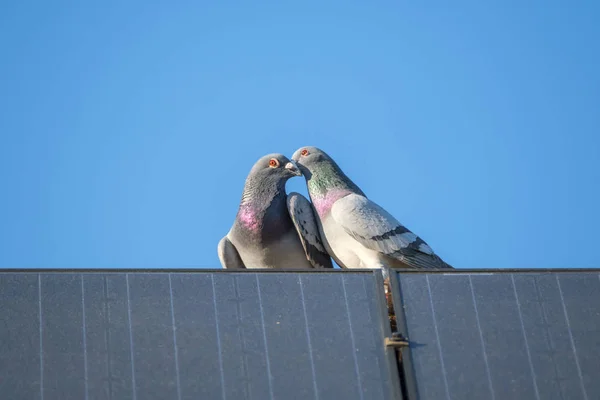 一对鸽子爱的夫妇坐在太阳能电池板的边缘, 靠在蓝天上 — 图库照片