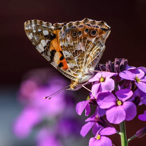 Fluturele Pictat Doamna pe o floare violet de Erysimum Bo — Fotografie, imagine de stoc