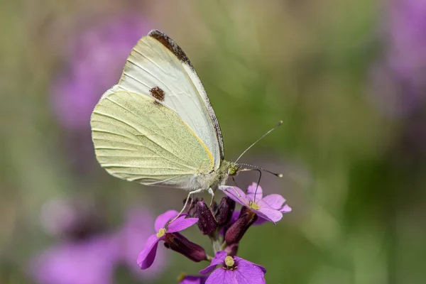 Una mariposa blanca repollo en una flor púrpura del arco Erysimum — Foto de stock gratuita