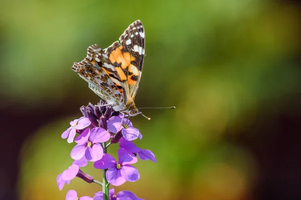 La mariposa Dama Pintada sobre una flor púrpura de la Erysimum Bo — Foto de stock gratuita