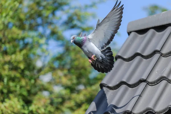 Aterrizaje de paloma de carreras con alas extendidas — Foto de Stock