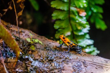 Zehirli dart kurbağa, Peru Amazon yağmur ormanından turuncu mavi zehirli hayvan