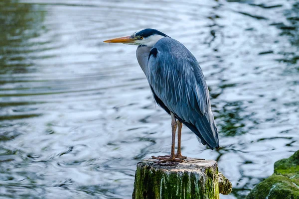 Portretul unui frumos heron albastru pe un ciot de copac . — Fotografie, imagine de stoc