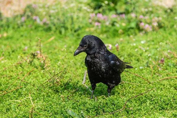 Schöne glänzende schwarze Krähe, die im Gras steht — Stockfoto