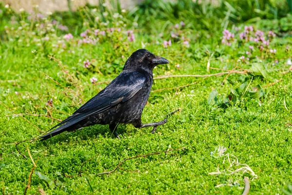 Schöne glänzende schwarze Krähe, die im Gras steht — Stockfoto