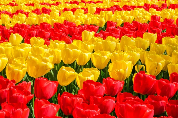 Filas de florecientes y vibrantes tulipanes amarillos y rojos — Foto de Stock