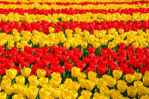 Rzędy kwitnących żywych kolorowych, żółtych i czerwonych tulipanów — Zdjęcie stockowe