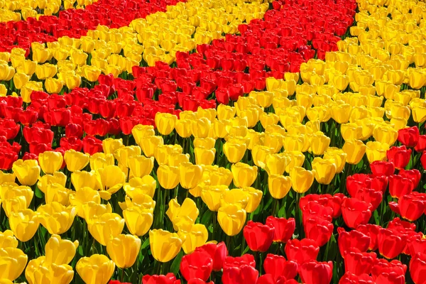Rzędy kwitnących żywych kolorowych, żółtych i czerwonych tulipanów — Zdjęcie stockowe