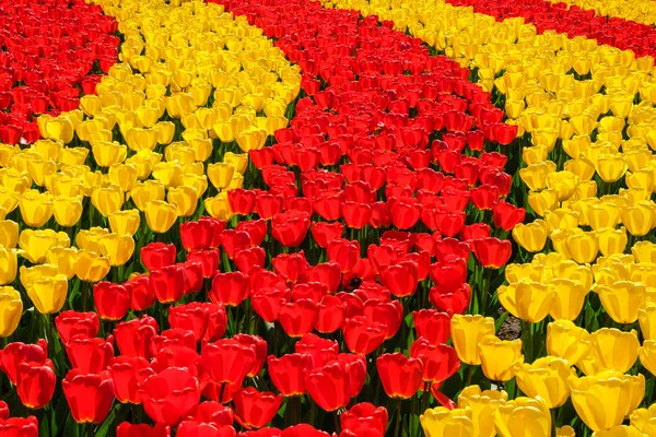 Filas de florecientes y vibrantes tulipanes amarillos y rojos — Foto de Stock