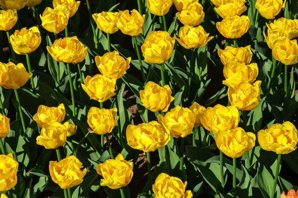 Blick von oben auf schön blühende gelbe Tulpen mit schön geformten Blütenblättern — Stockfoto