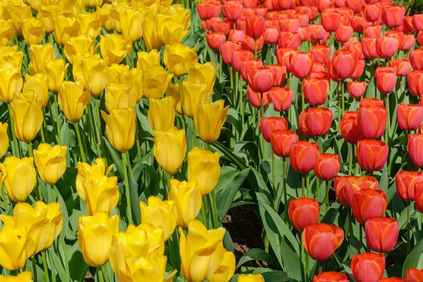 Blühende leuchtend farbige gelbe und rote Tulpen — Stockfoto