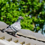 Beautiful racing pigeon on the ridge of the roof.