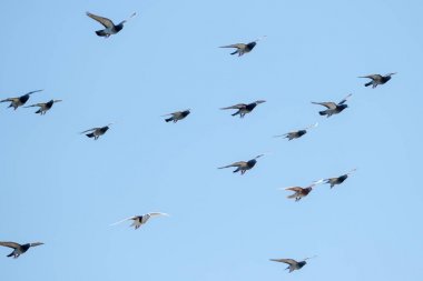 Uçan yarış güvercinleri ve mavi gökyüzü