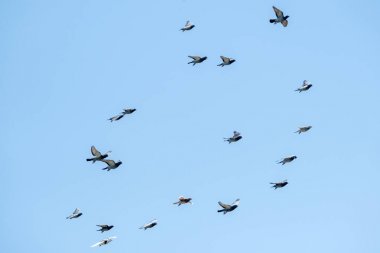 Uçan yarış güvercinleri ve mavi gökyüzü