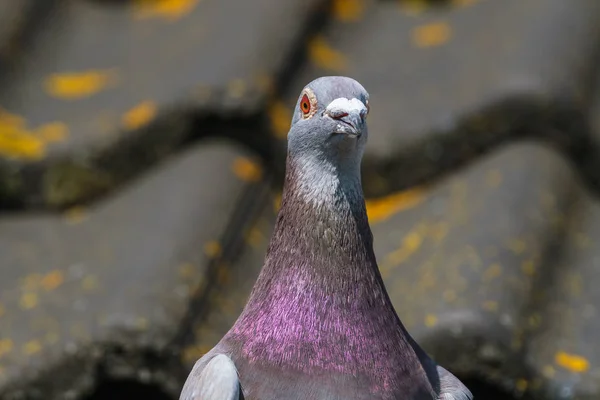 Bel piccione da corsa davanti al tetto del soppalco dei piccioni — Foto Stock