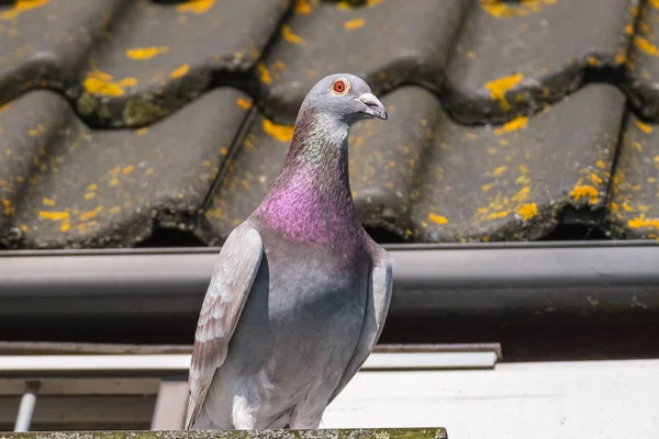 漂亮的赛鸽在鸽舍的屋顶前 — 图库照片