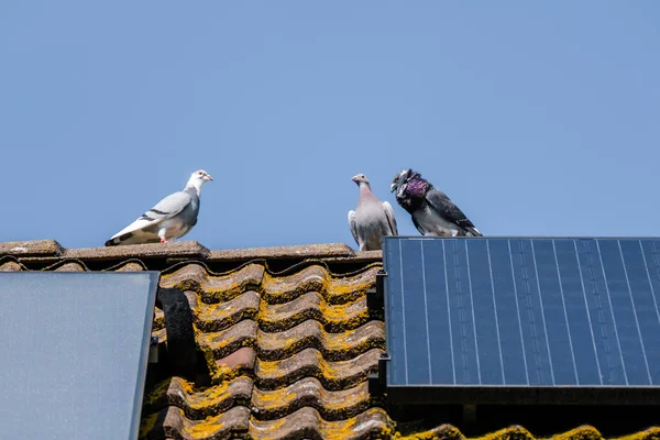 三只美丽的信鸽在屋顶的山脊上用太阳能电池板调情 — 图库照片