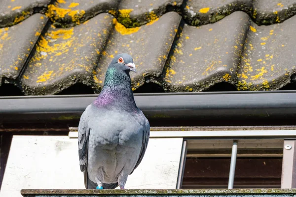 Schöne Renntaube vor dem Dach des Taubenlofts — Stockfoto